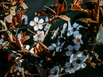 Glimmer Kasino Mobilná aplikácia